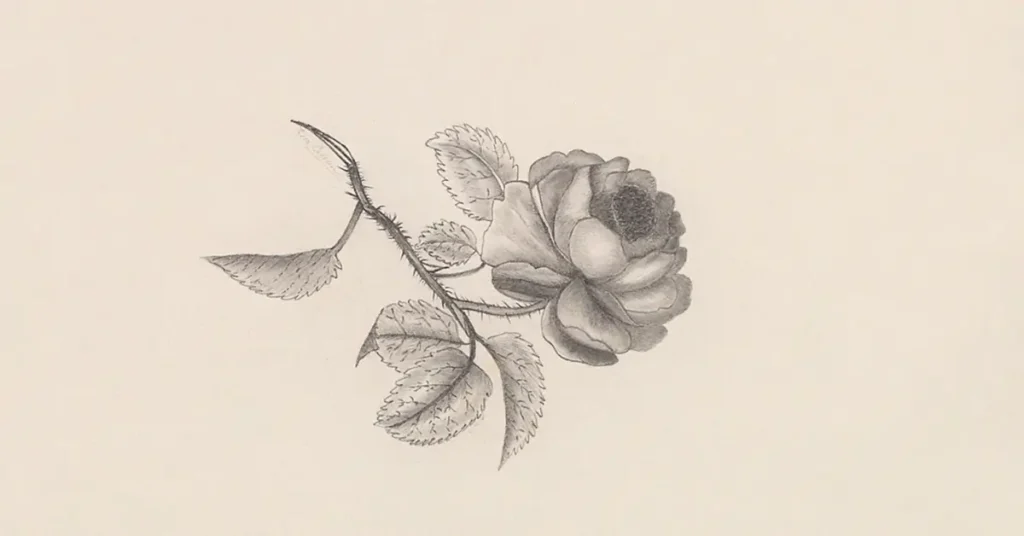 Aesthetic Flower Drawing 2024: A Guide To Beautiful Sketches 2 Aesthetic Flower Drawing