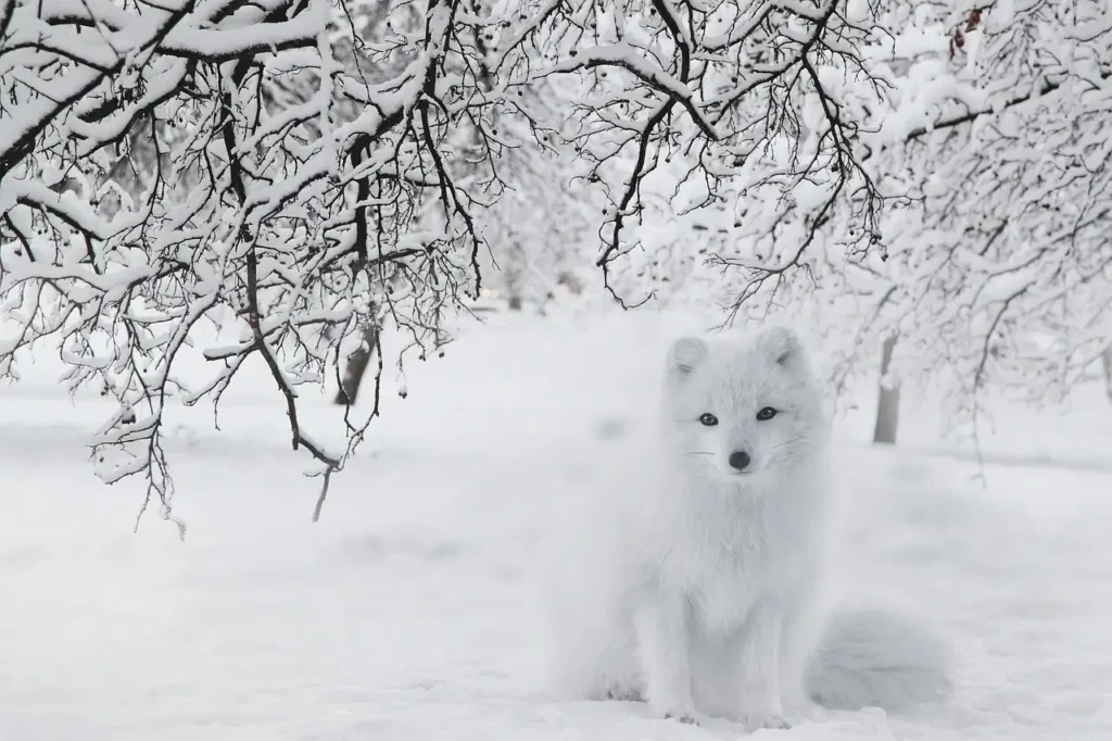 Winter Drawing Ideas: Creative and Cozy Art Projects for the Cold Season 2024/2025 10 winter drawing ideas: snow fox