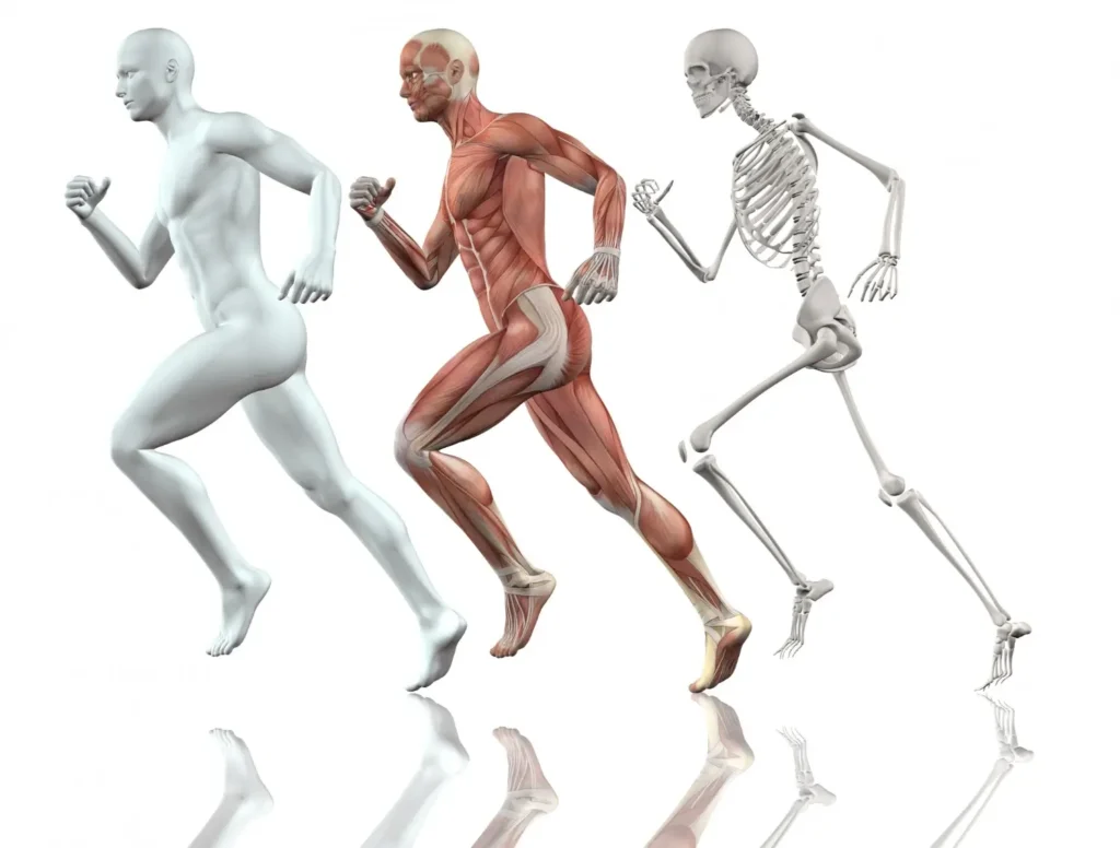 Muscle Drawing References: Empower Your Artistic Muscles 2024 4 Muscle Drawing Reference