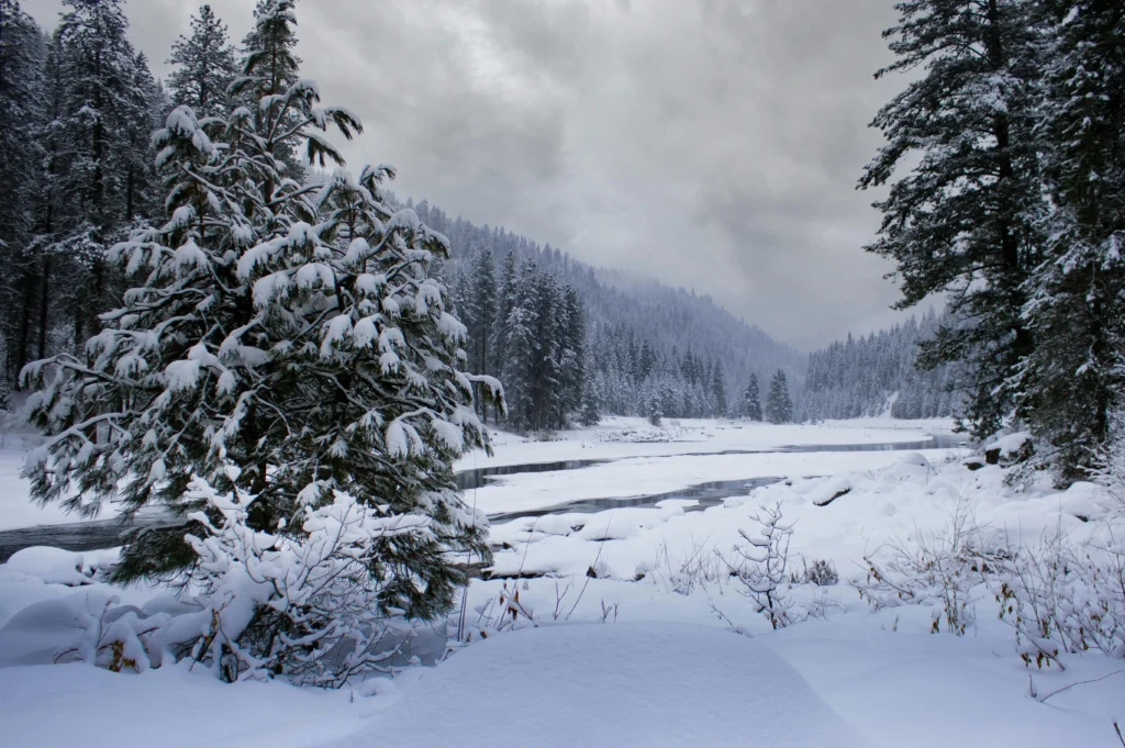 Winter Drawing Ideas: Creative and Cozy Art Projects for the Cold Season 2024/2025 6 winter drawing ideas: winter forest