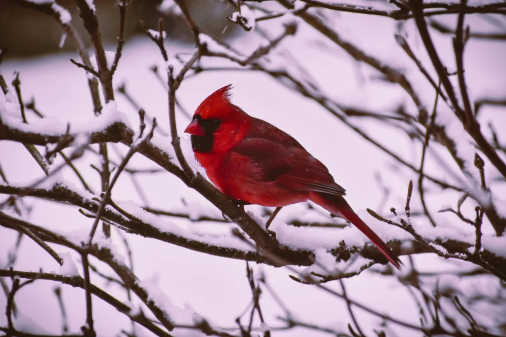 Winter Drawing Ideas: Creative and Cozy Art Projects for the Cold Season 2024/2025 9 winter drawing ideas: red bird