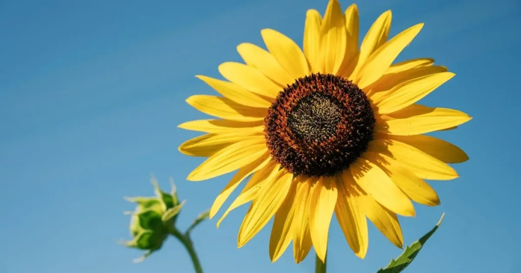 Flower Drawing Ideas: Creative Inspiration for Your Next Beautiful Art Projects 2024 10 sunflowers as flower drawing ideas