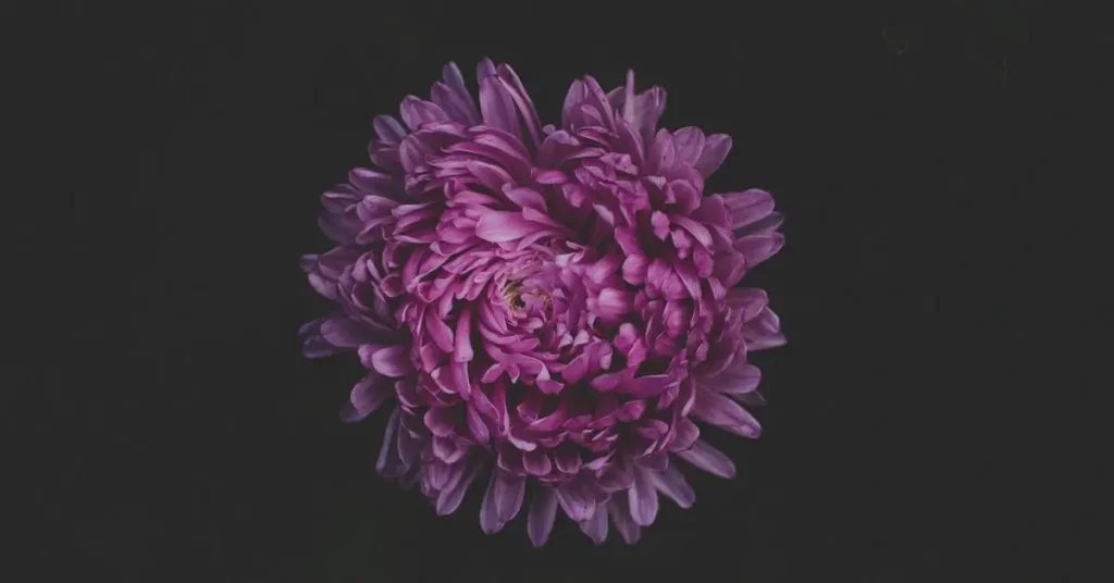 Flower Drawing Ideas: Creative Inspiration for Your Next Beautiful Art Projects 2024 7 stylized flower as flower drawing ideas