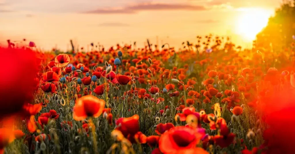 Landscape Drawing Ideas: Tips and Inspiration for Beginners 2024 9 Poppy flowers as Landscape Drawing Ideas