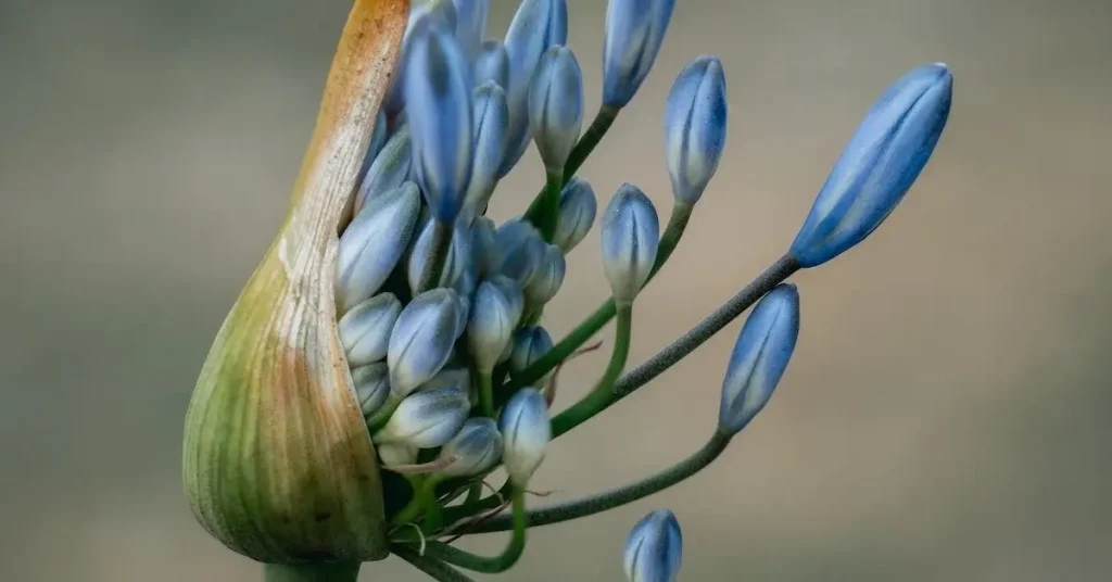 Flower Drawing Ideas: Creative Inspiration for Your Next Beautiful Art Projects 2024 4 blue exotic flower as flower drawing ideas