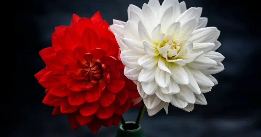 Flower Drawing Ideas: Creative Inspiration for Your Next Beautiful Art Projects 2024 3 red and white flowers as flower drawing ideas