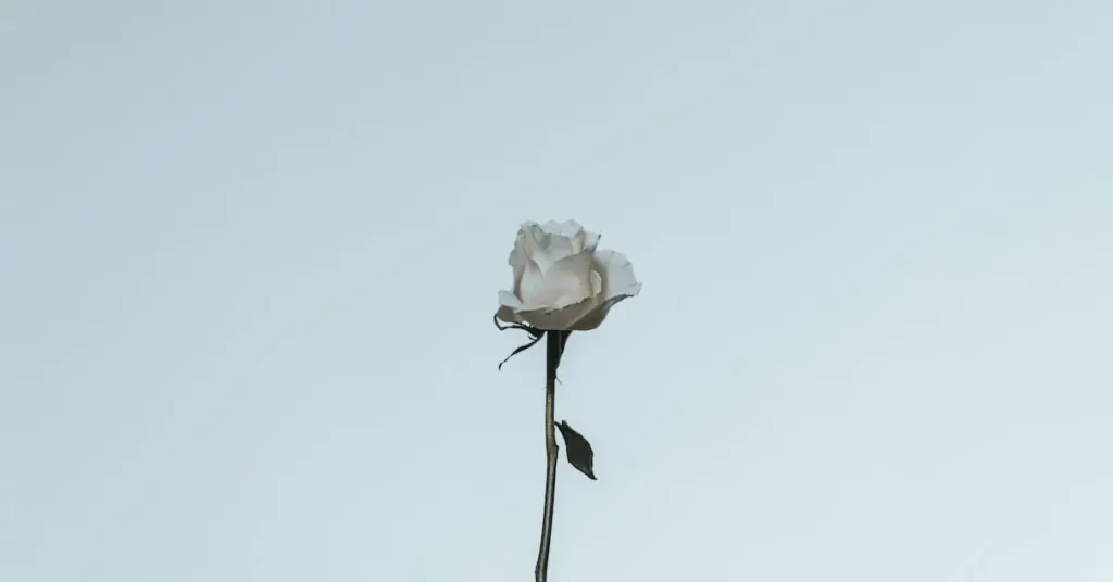 Flower Drawing Ideas: Creative Inspiration for Your Next Beautiful Art Projects 2024 9 white rose as flower drawing ideas