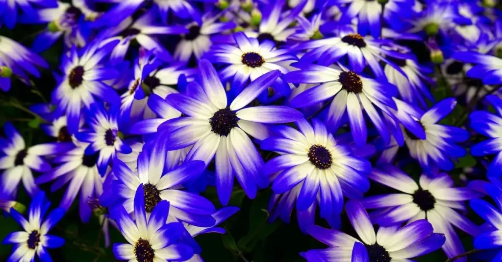 Flower Drawing Ideas: Creative Inspiration for Your Next Beautiful Art Projects 2024 15 pexels mike bird 383556