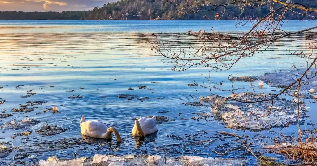 Landscape Drawing Ideas: Tips and Inspiration for Beginners 2024 14 swans as Landscape Drawing Ideas