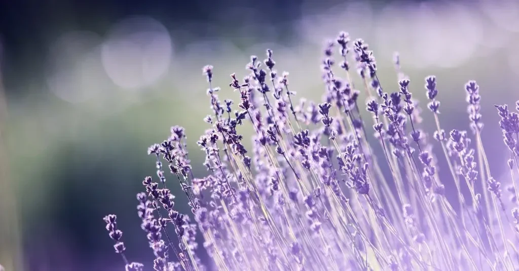 Flower Drawing Ideas: Creative Inspiration for Your Next Beautiful Art Projects 2024 14 lavender as flower drawing ideas