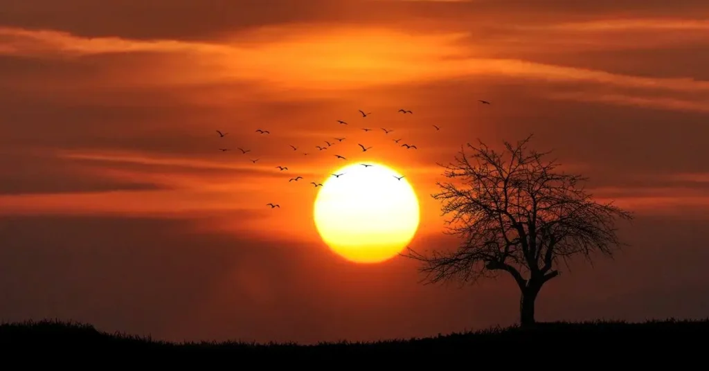 Landscape Drawing Ideas: Tips and Inspiration for Beginners 2024 7 Sunset with birds and a tree as Landscape Drawing Ideas