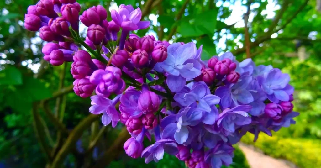 Flower Drawing Ideas: Creative Inspiration for Your Next Beautiful Art Projects 2024 6 blue and purple flowers as flower drawing ideas
