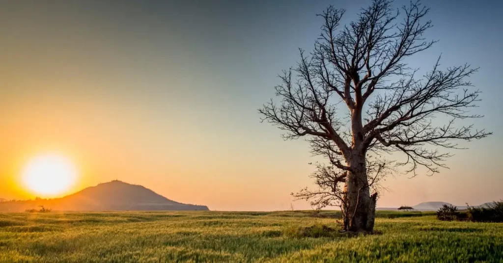 Landscape Drawing Ideas: Tips and Inspiration for Beginners 2024 4 sun, mountain and a tree as Landscape Drawing Ideas