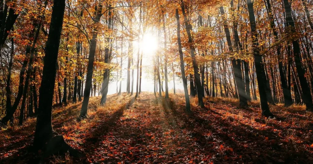 Landscape Drawing Ideas: Tips and Inspiration for Beginners 2024 15 light in a forest as Landscape Drawing Ideas