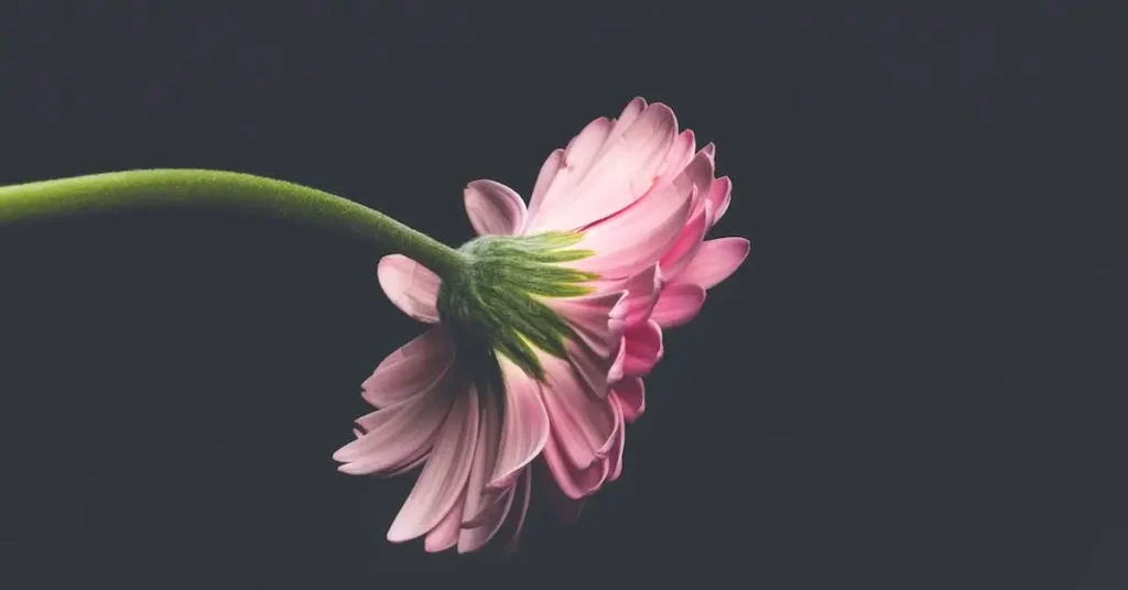 Flower Drawing Ideas: Creative Inspiration for Your Next Beautiful Art Projects 2024 5 pink flower as flower drawing ideas