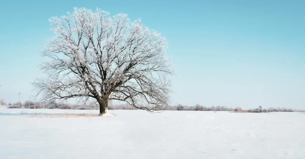 Easy Small Drawings: Quick and Fun Art Projects for Beginners 2024 14 Tree with snow as Easy Small Drawings