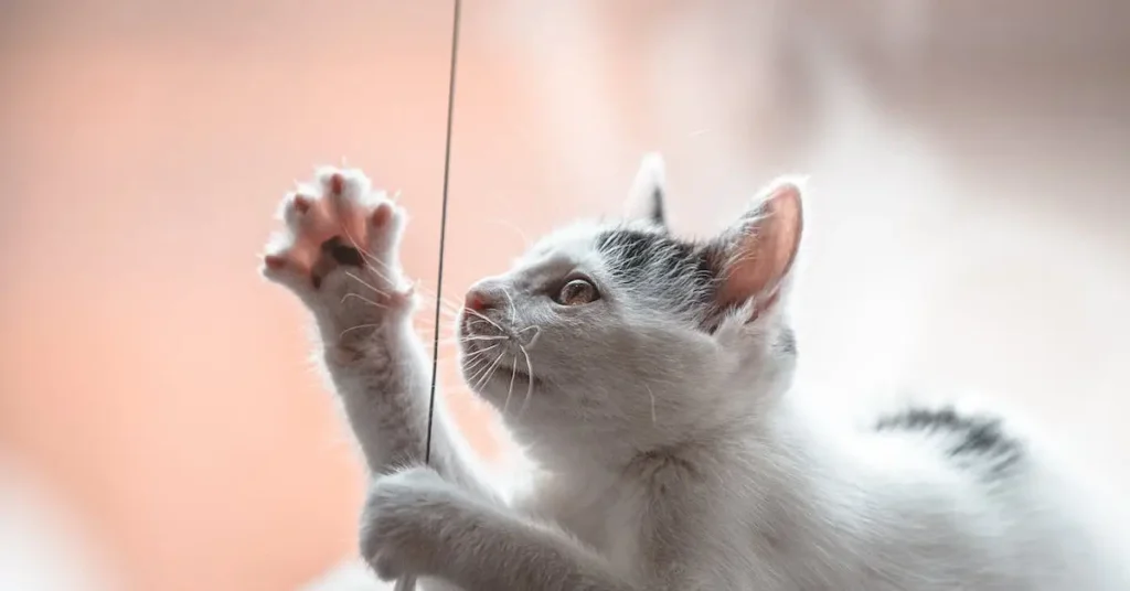 Cat Drawing Ideas: Unleash Your Creativity with These Purr-Fect Fur Sketches 2024 12 playing cat as cat drawing ideas