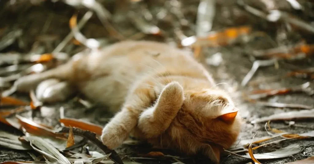Cat Drawing Ideas: Unleash Your Creativity with These Purr-Fect Fur Sketches 2024 11 cat lying down on leaves as cat drawing ideas