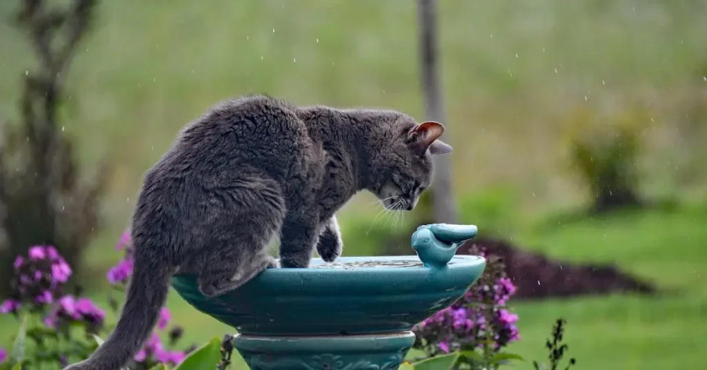 Cat Drawing Ideas: Unleash Your Creativity with These Purr-Fect Fur Sketches 2024 14 cat on a birdbath as cat drawing ideas