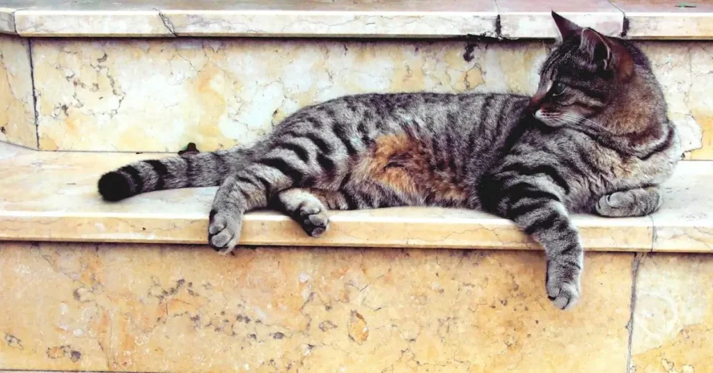 Cat Drawing Ideas: Unleash Your Creativity with These Purr-Fect Fur Sketches 2024 4 cat lying down as cat drawing ideas