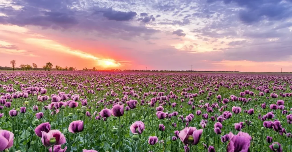 150+ Spring Drawing Ideas: Unleash Your Creativity with Seasonal Inspiration 5 purple flowers as Spring Drawing Ideas