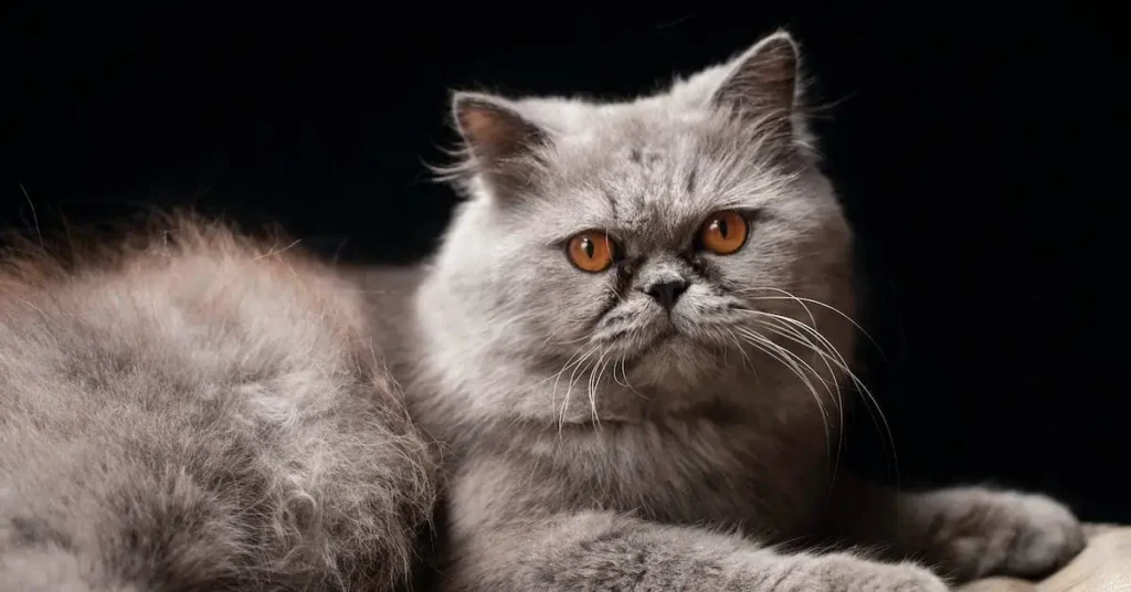 Cat Drawing Ideas: Unleash Your Creativity with These Purr-Fect Fur Sketches 2024 6 persian cat as cat drawing ideas