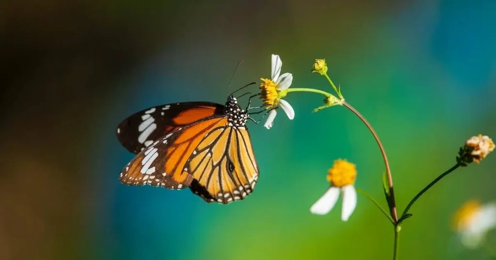150+ Spring Drawing Ideas: Unleash Your Creativity with Seasonal Inspiration 14 Monarch Butterfly as Spring Drawing Ideas