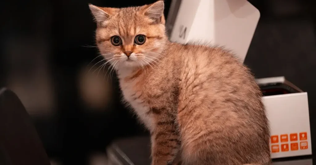 Cat Drawing Ideas: Unleash Your Creativity with These Purr-Fect Fur Sketches 2024 10 sitting cat as cat drawing ideas