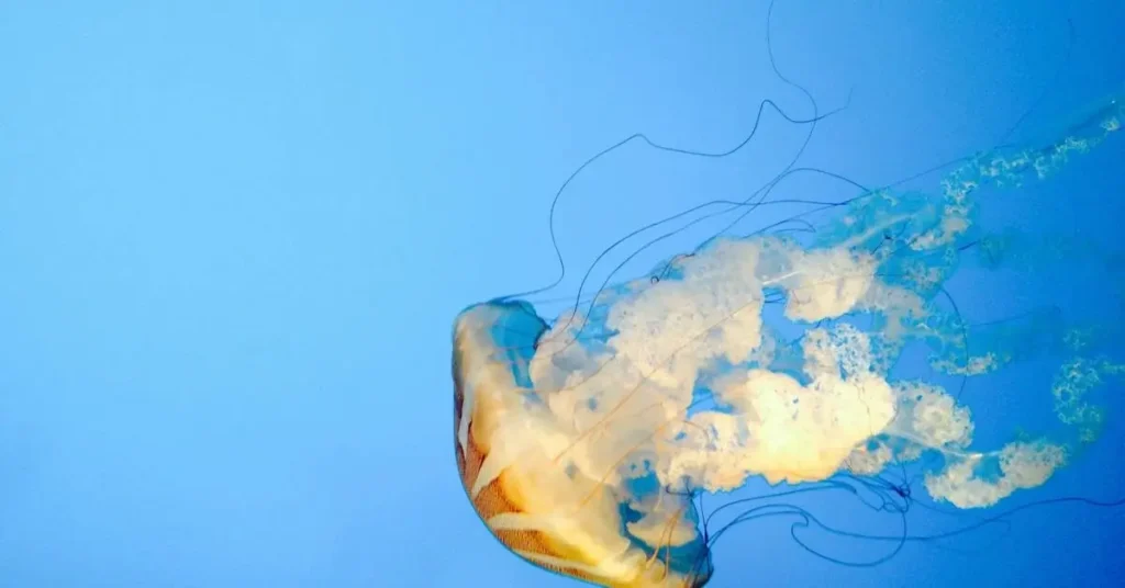 Easy Small Drawings: Quick and Fun Art Projects for Beginners 2024 10 Jellyfish as Easy Small Drawings