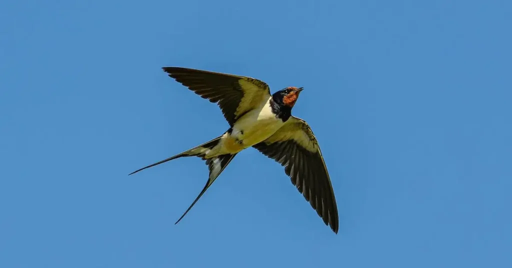 150+ Spring Drawing Ideas: Unleash Your Creativity with Seasonal Inspiration 12 Flying Swallow as Spring Drawing Ideas