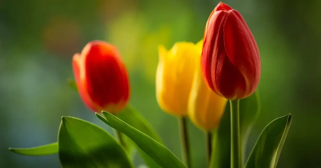 150+ Spring Drawing Ideas: Unleash Your Creativity with Seasonal Inspiration 13 Tulips as Spring Drawing Ideas