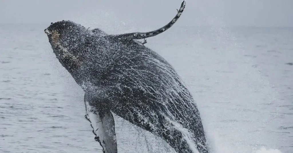 Drawing Inspo: Sparkling Creativity with 60+ New Ideas 2024 10 whale breaking the water surface as Drawing Inspo