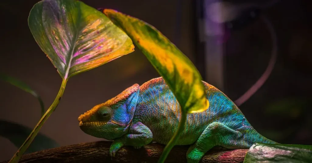 50+ Colored Pencil Drawing Ideas: Spark Your Creativity With These Fun Themes 2024! 14 chameleon as Colored Pencil Drawing Ideas