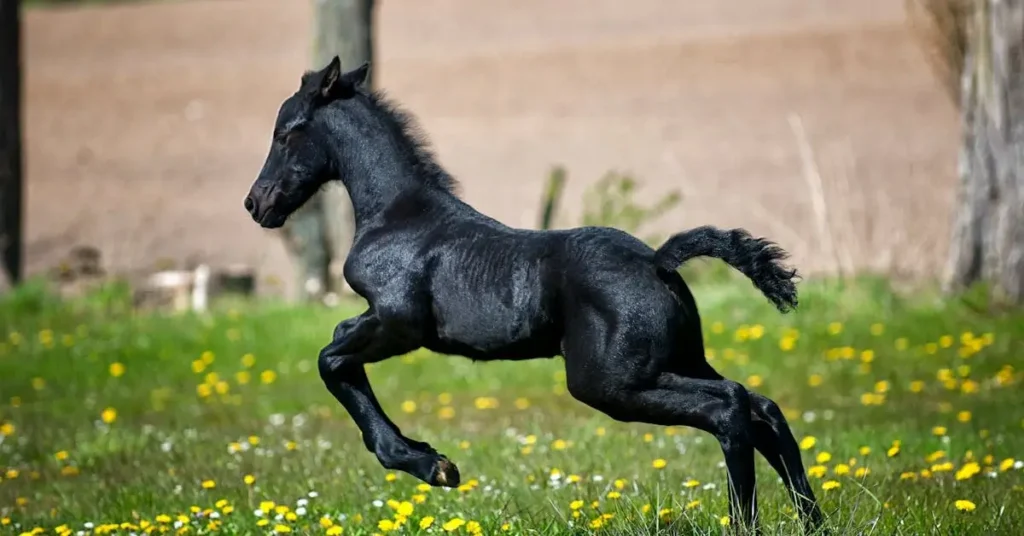 100+ Pencil Drawing Ideas: Ignite Your Imagination 2024 12 a foal as pencil drawing ideas