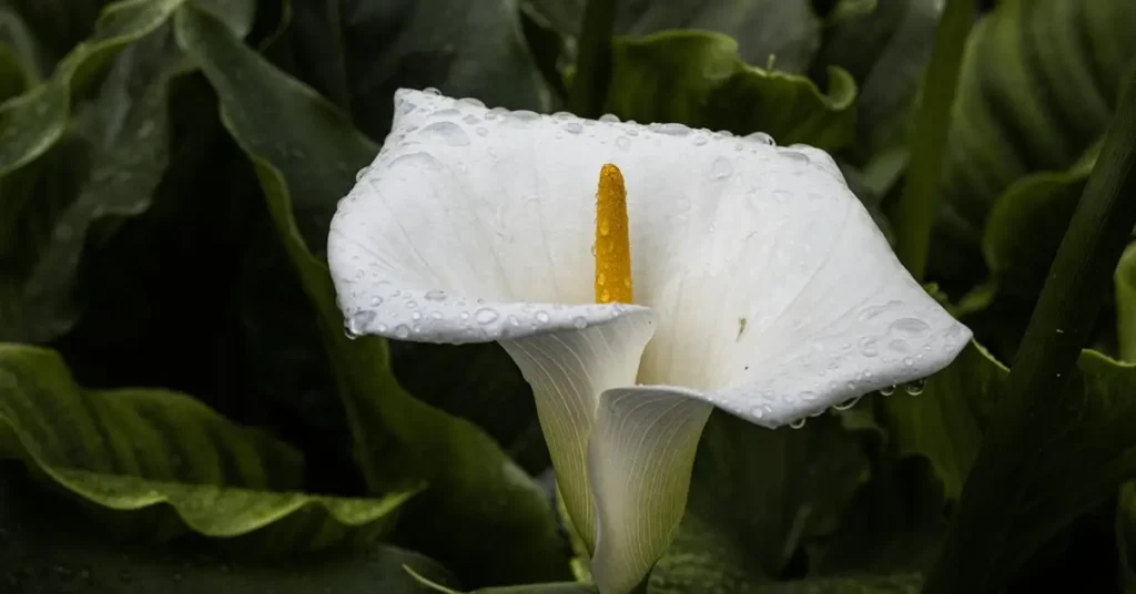 100+ Pencil Drawing Ideas: Ignite Your Imagination 2024 8 a flower as pencil drawing ideas