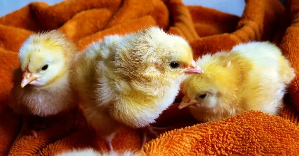 100+ Easter Drawing Ideas: Hop into new Egg-citing Drawing Ideas 2025 3 three chick as easter drawing ideas