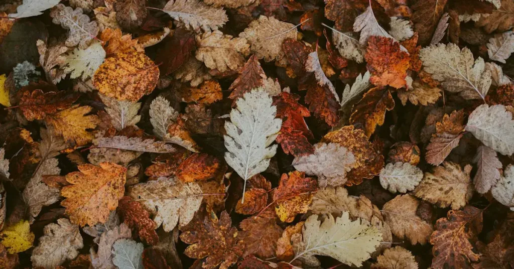 Discover the Ultimate List: 160 Nature Drawing Ideas! 16 fallen leaves as nature drawing ideas