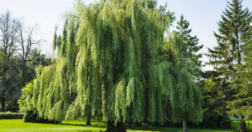Sad Things to Draw: Expressing Sad or Similar Emotions Through Art 2024 4 weeping willow tree as sad things to draw