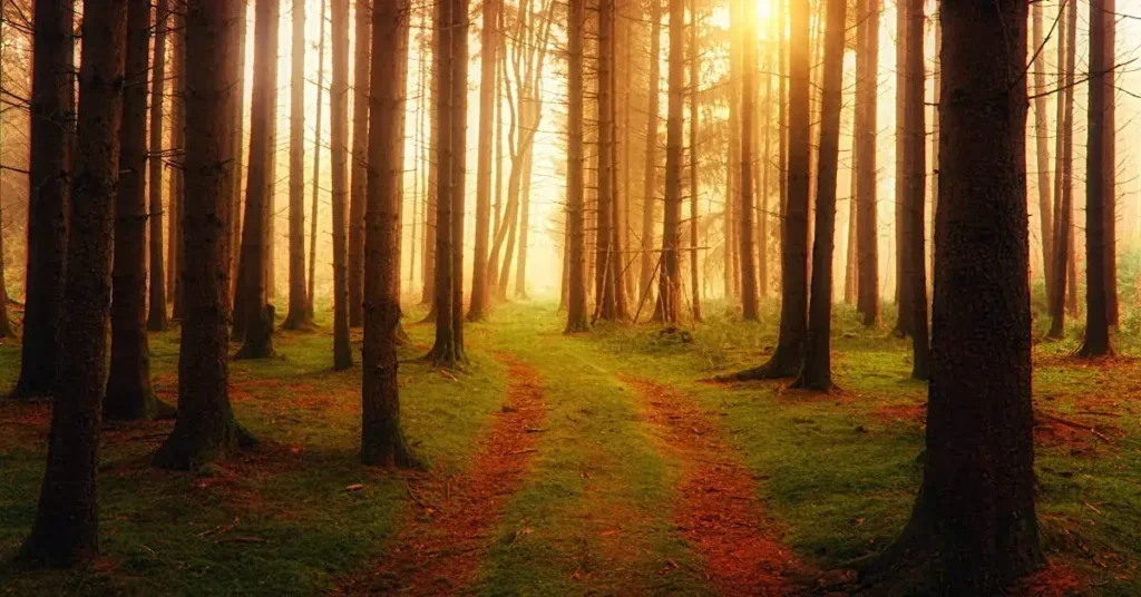 Discover the Ultimate List: 160 Nature Drawing Ideas! 3 forest at sunset as nature drawing ideas