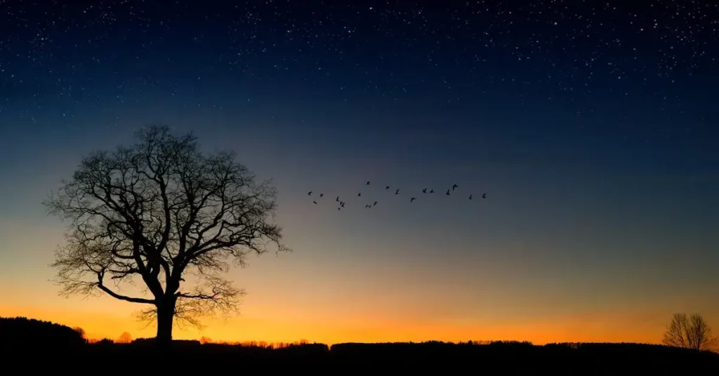 Discover the Ultimate List: 160 Nature Drawing Ideas! 18 tree at dawn as nature drawing ideas