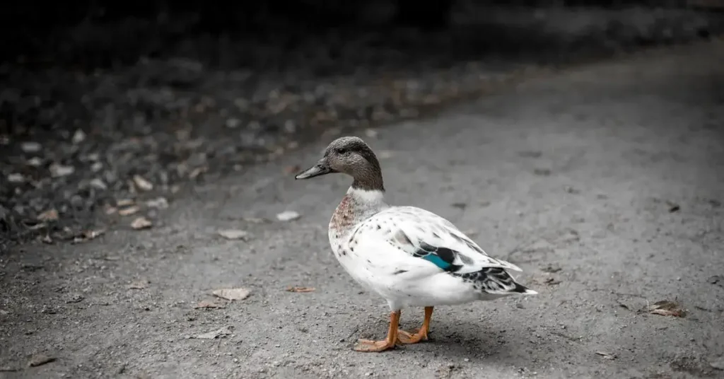 Discover the Ultimate List: 160 Nature Drawing Ideas! 6 a duck as nature drawing ideas