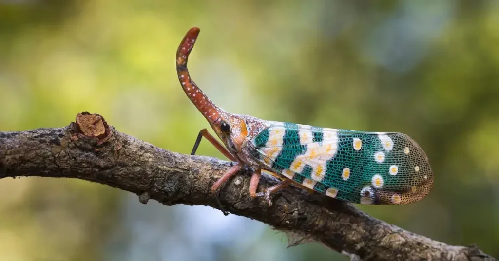 Discover the Ultimate List: 160 Nature Drawing Ideas! 7 an insect as nature drawing ideas