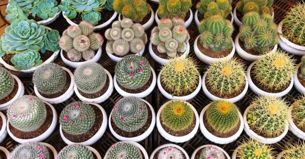 190 Easy Cute How to Draw: Simple Ideas for Adorable Doodles 2024 5 succulents as easy cute how to draw