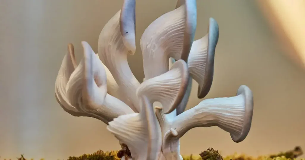 Mushroom Drawing Ideas: Unleash Your Artistic Fungi Flair 2024! 8 a set of mushrooms as mushroom drawing ideas