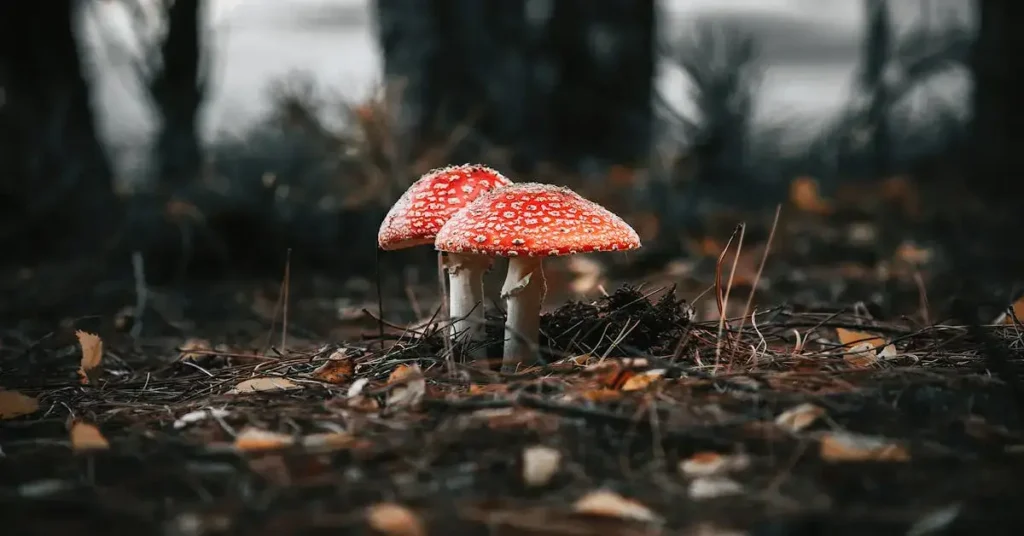 Mushroom Drawing Ideas: Unleash Your Artistic Fungi Flair 2024! 6 fly agaric mushroom drawing ideas