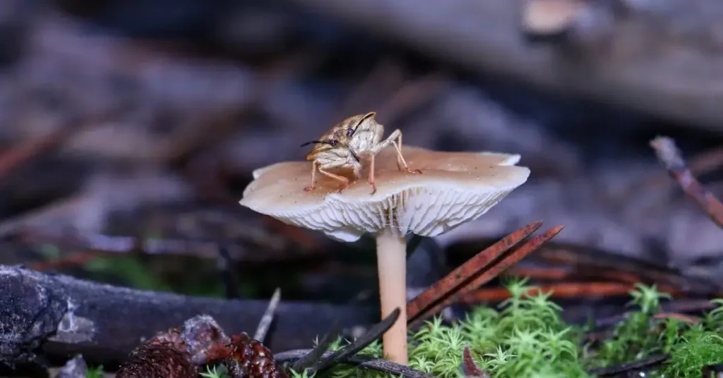 Mushroom Drawing Ideas: Unleash Your Artistic Fungi Flair 2024! 9 moth on a mushroom as mushroom drawing ideas