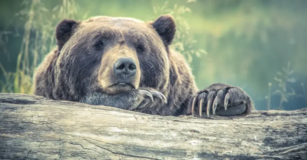 111 Cool Things to Draw (and more): Unleash Your Creativity with These Fun Ideas 2024! 3 bear as one of 111 Cool Things to Draw