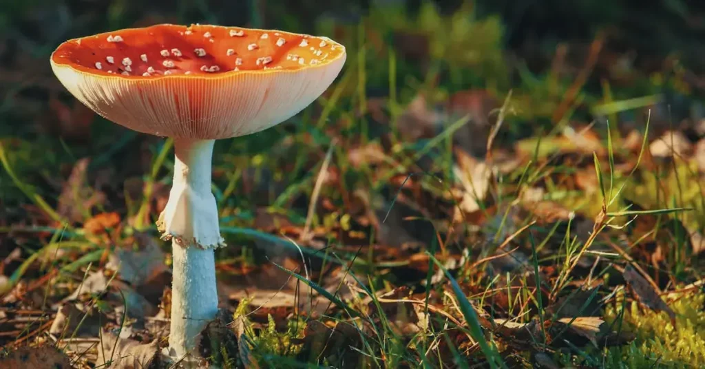 Mushroom Drawing Ideas: Unleash Your Artistic Fungi Flair 2024! 2 a mushroom as mushroom drawing ideas