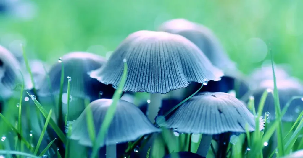 Mushroom Drawing Ideas: Unleash Your Artistic Fungi Flair 2024! 4 blue mushrooms as mushroom drawing ideas