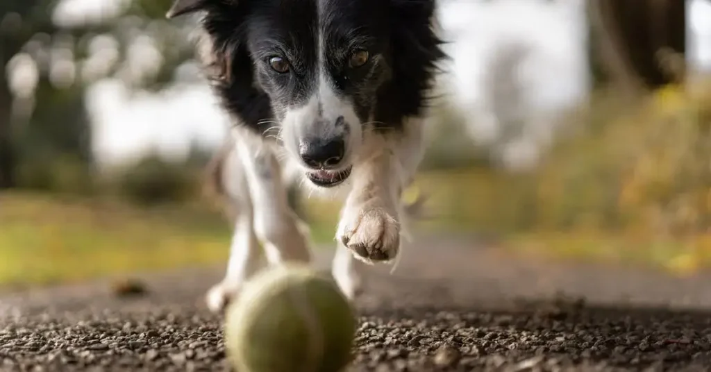 Pawsome Dog Drawing Ideas: Bark-tastic Fun and Creative Sketches to Try 2024 7 dog drawing ideas catching ball